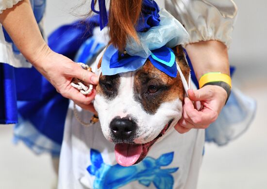 Golden Collar 2016 dog show