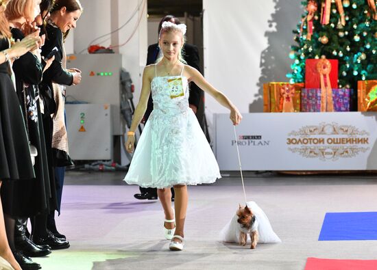 Golden Collar 2016 dog show