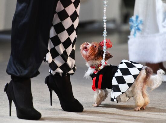 Golden Collar 2016 dog show