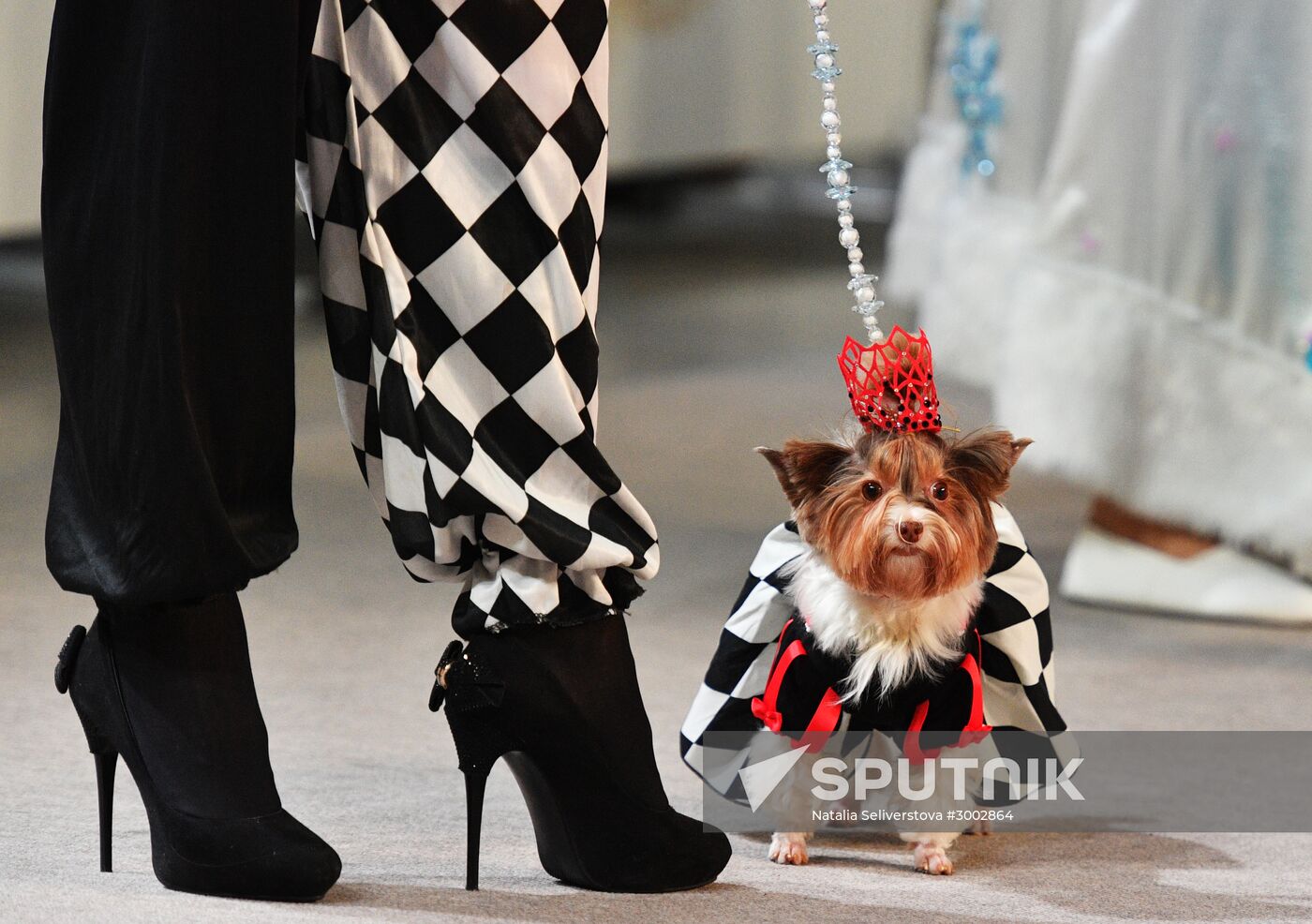 Golden Collar 2016 dog show