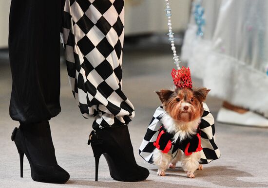 Golden Collar 2016 dog show