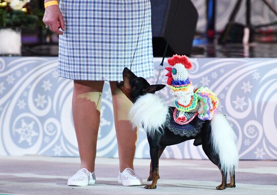 Golden Collar 2016 dog show