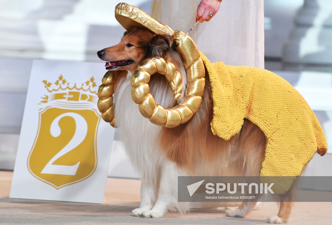 Golden Collar 2016 dog show