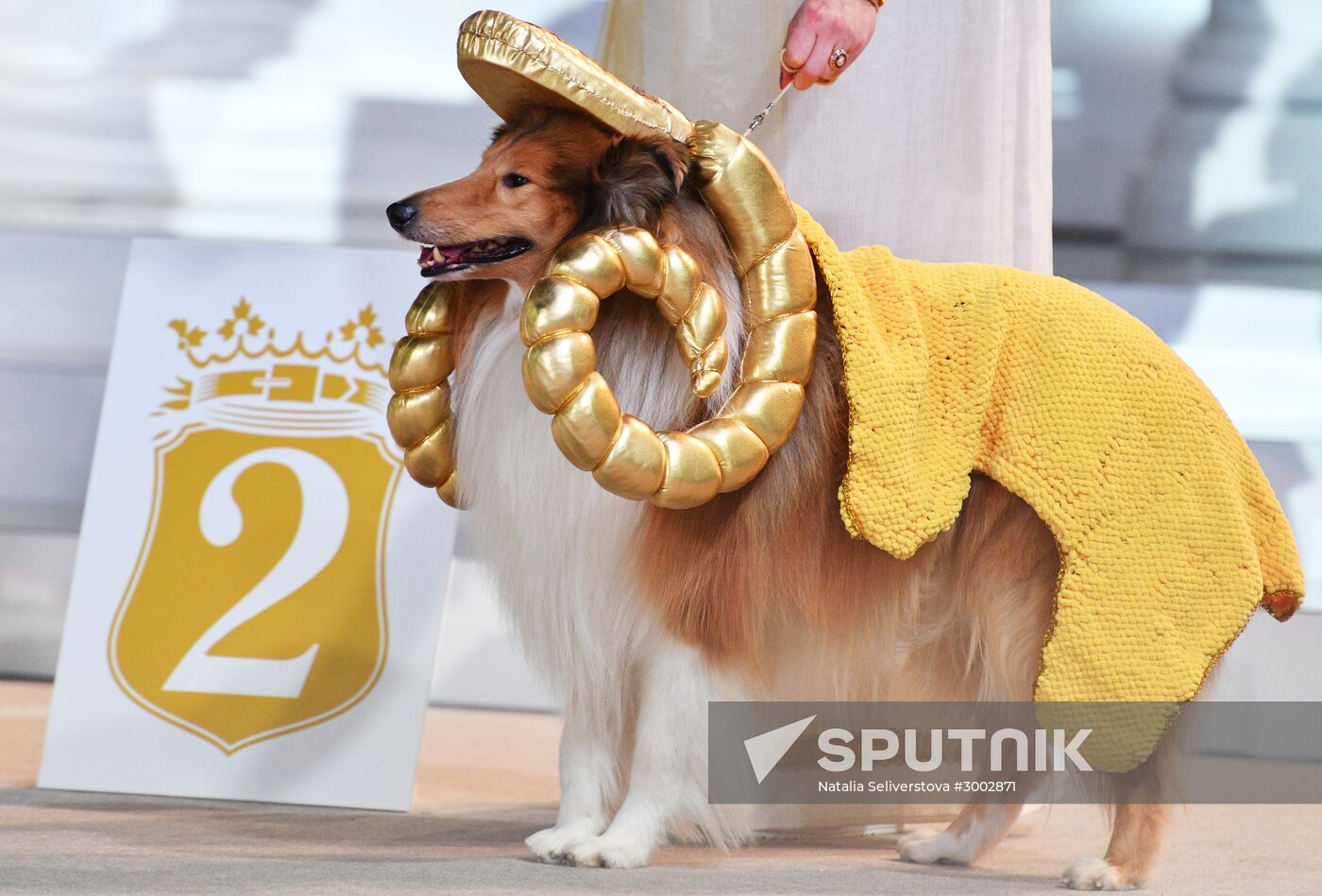 Golden Collar 2016 dog show