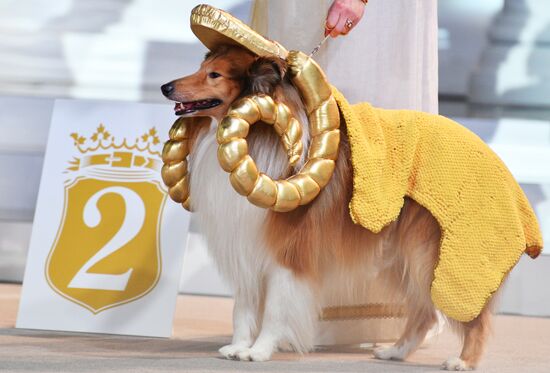 Golden Collar 2016 dog show