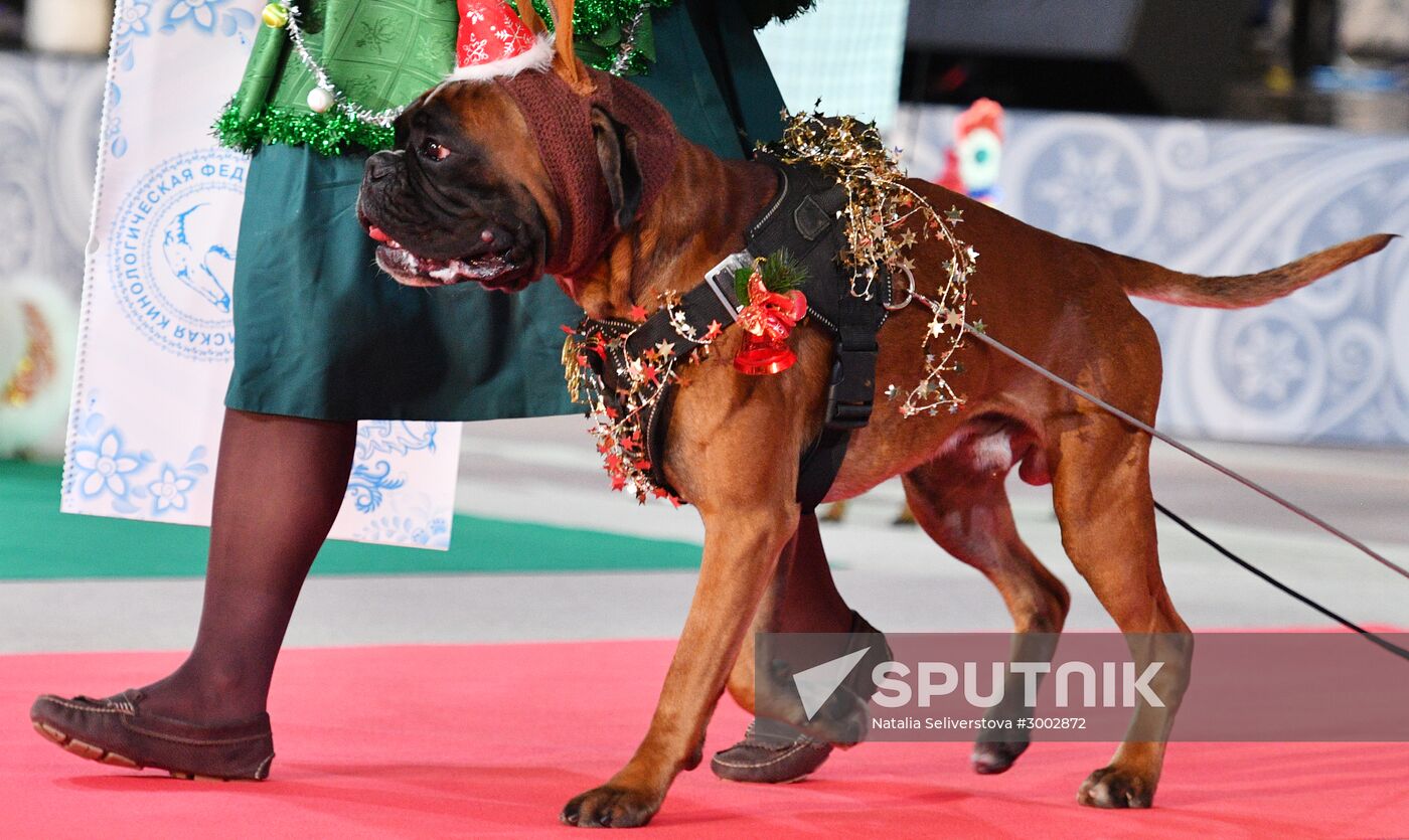 Golden Collar 2016 dog show