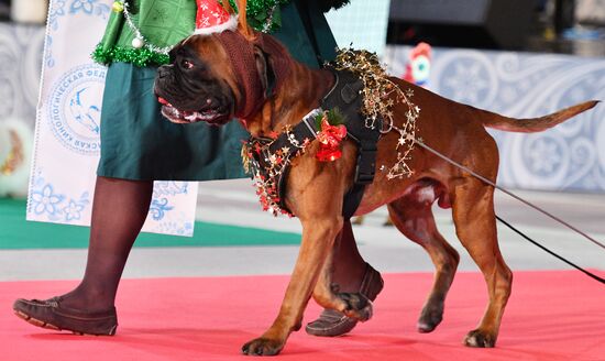 Golden Collar 2016 dog show