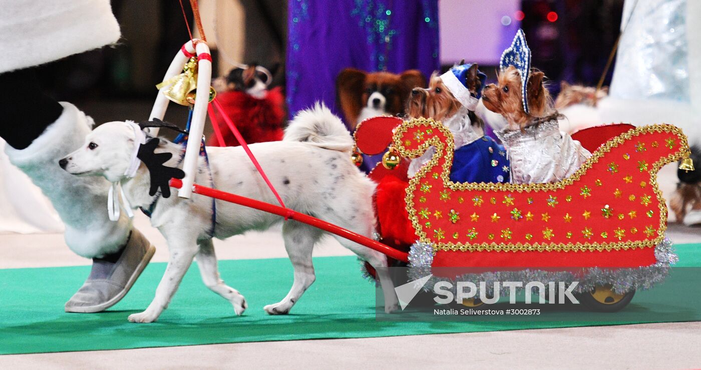 Golden Collar 2016 dog show