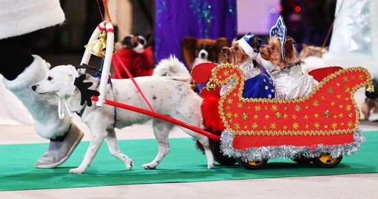 Golden Collar 2016 dog show