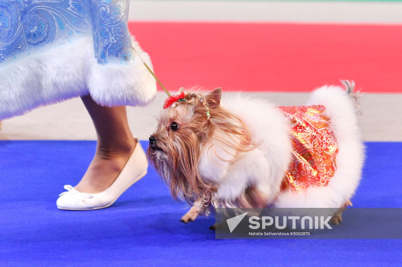 Golden Collar 2016 dog show