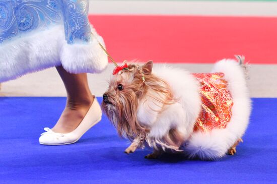 Golden Collar 2016 dog show