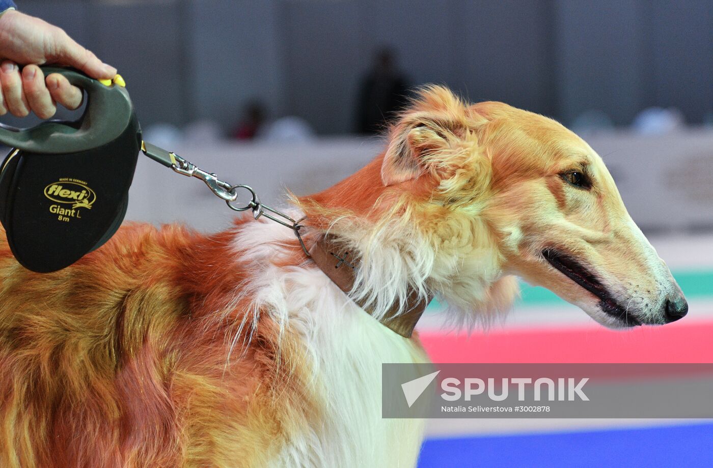 Golden Collar 2016 dog show
