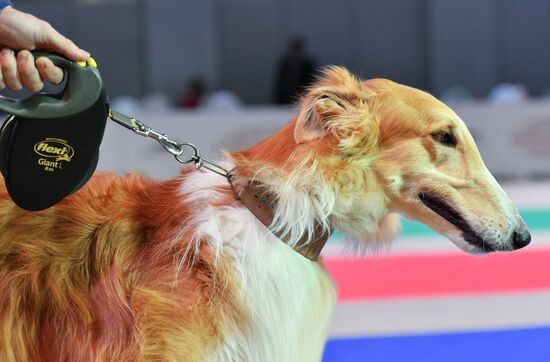 Golden Collar 2016 dog show