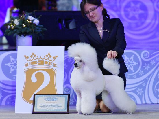 Golden Collar 2016 dog show