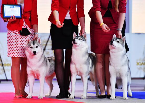 Golden Collar 2016 dog show