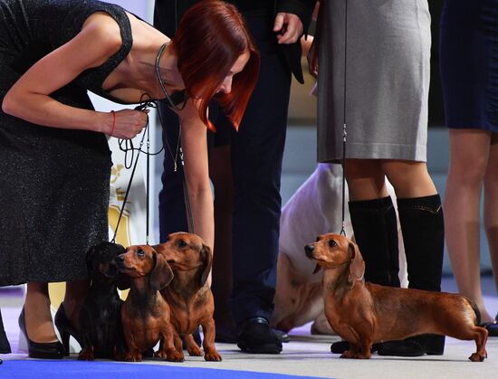 Golden Collar 2016 dog show