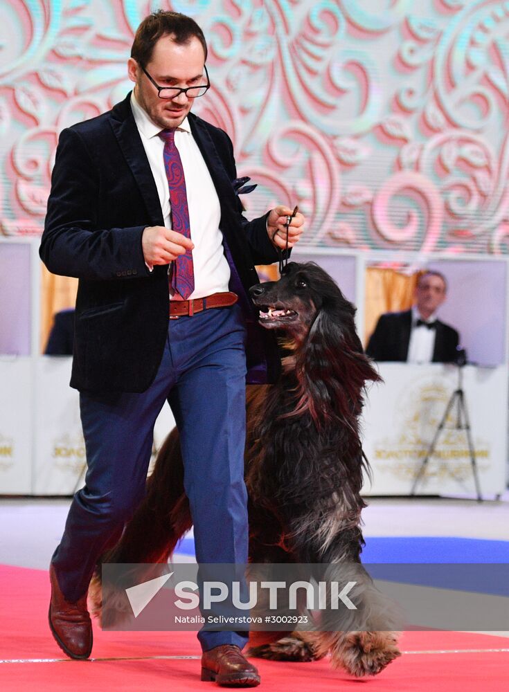 Golden Collar 2016 dog show