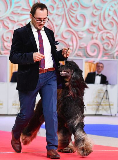 Golden Collar 2016 dog show