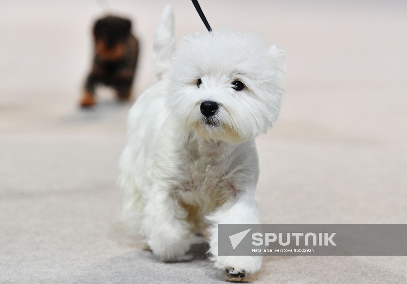 Golden Collar 2016 dog show