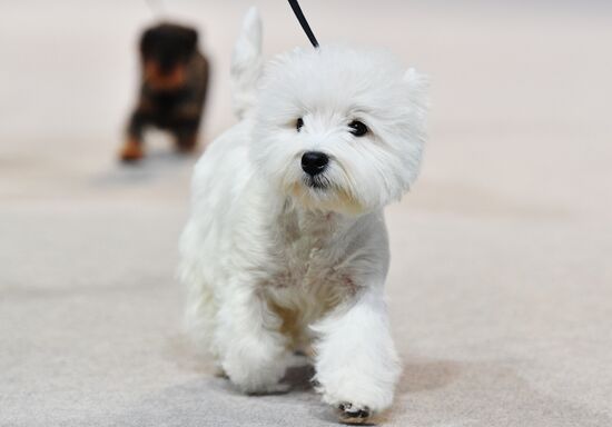Golden Collar 2016 dog show