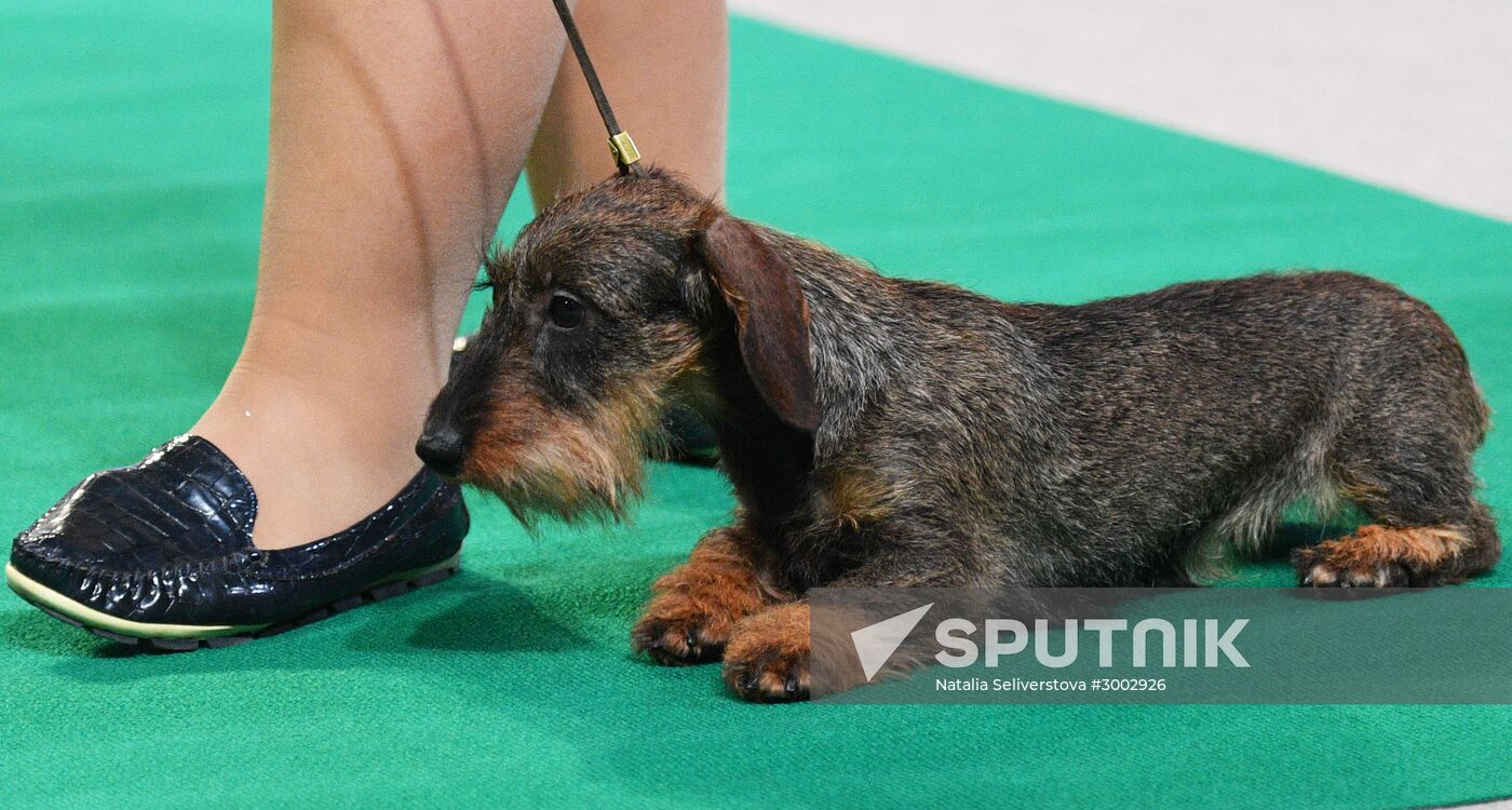 Golden Collar 2016 dog show