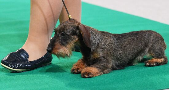 Golden Collar 2016 dog show