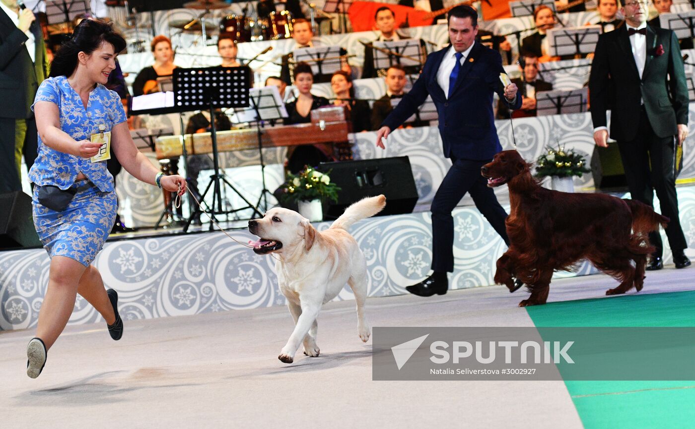 Golden Collar 2016 dog show