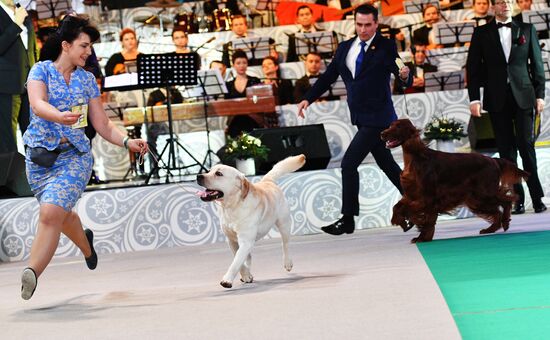 Golden Collar 2016 dog show