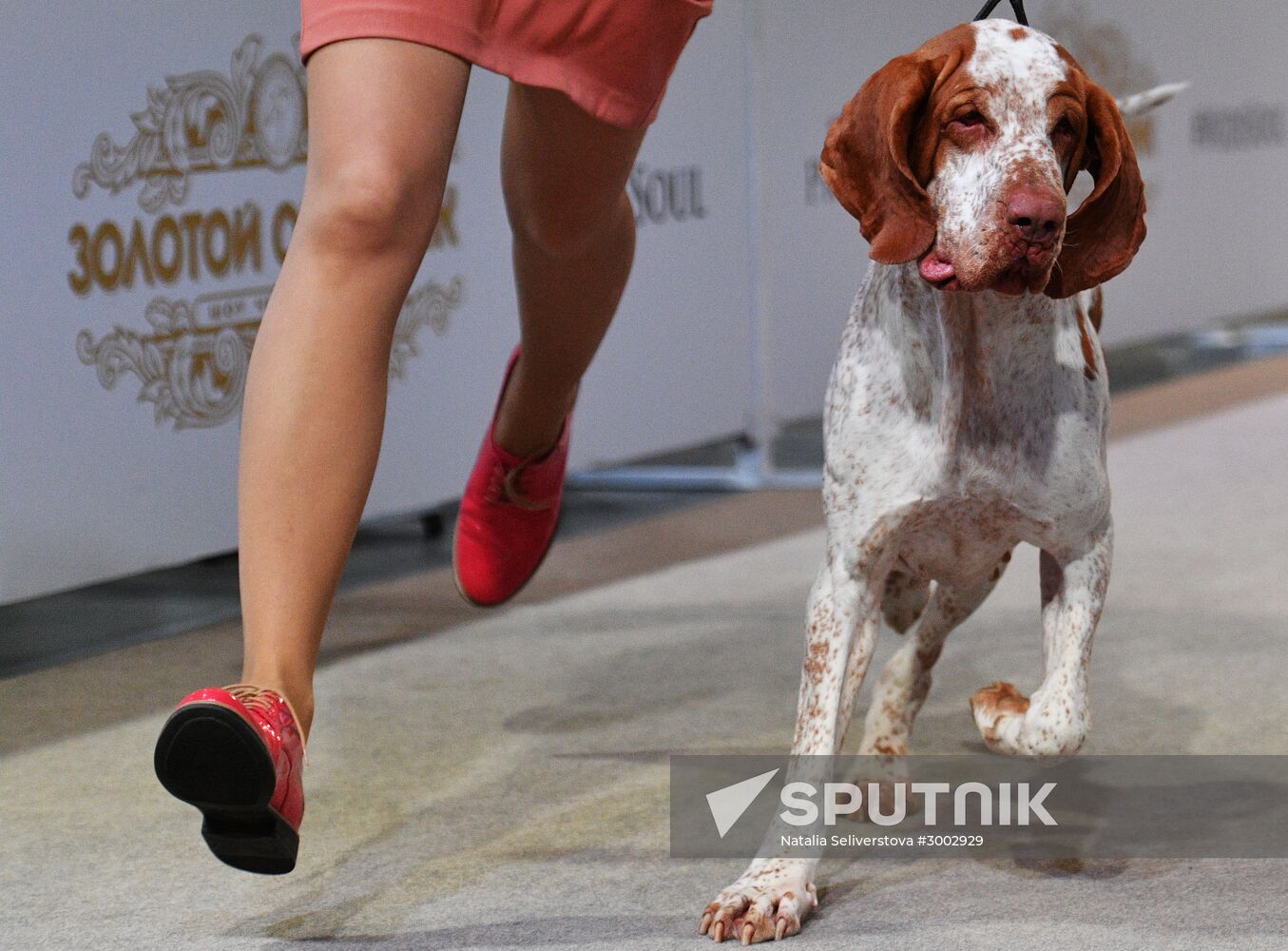 Golden Collar 2016 dog show