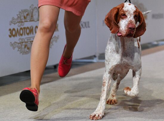 Golden Collar 2016 dog show