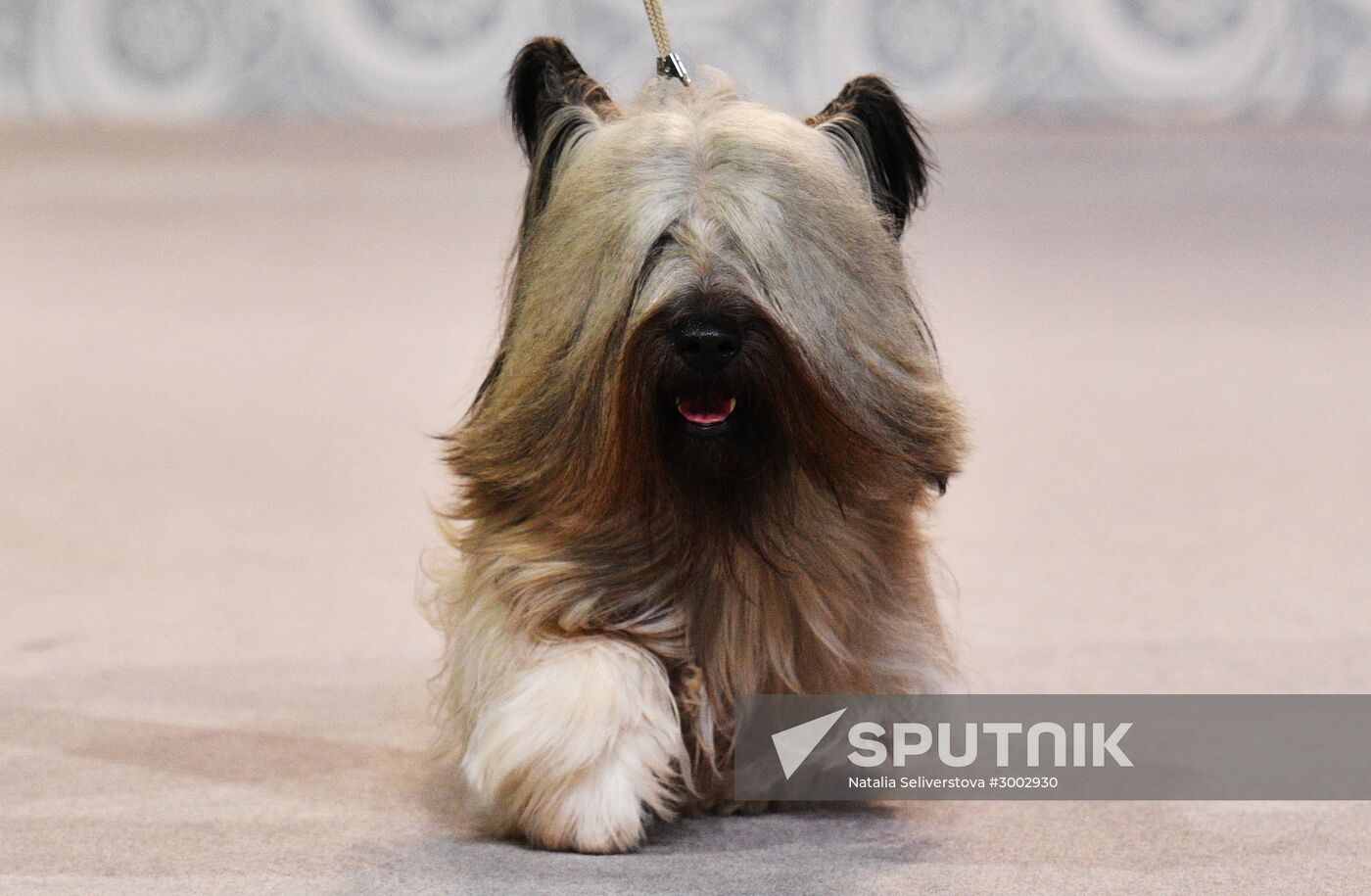 Golden Collar 2016 dog show
