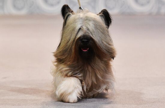 Golden Collar 2016 dog show