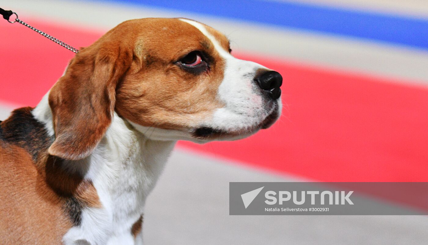 Golden Collar 2016 dog show