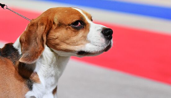 Golden Collar 2016 dog show