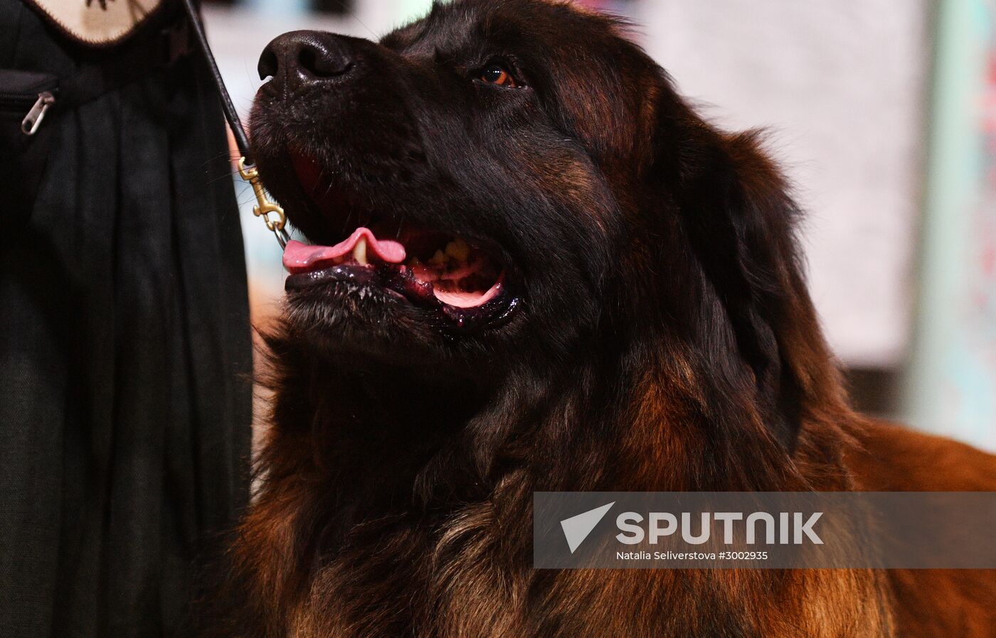 Golden Collar 2016 dog show