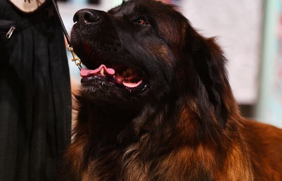 Golden Collar 2016 dog show