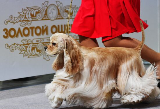 Golden Collar 2016 dog show