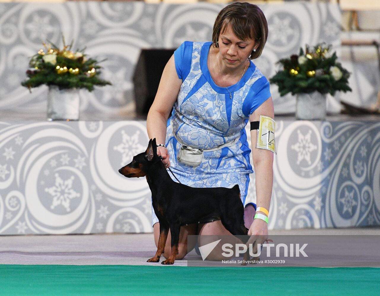 Golden Collar 2016 dog show