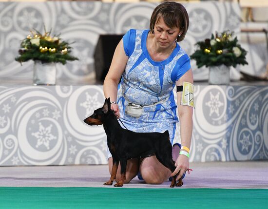 Golden Collar 2016 dog show