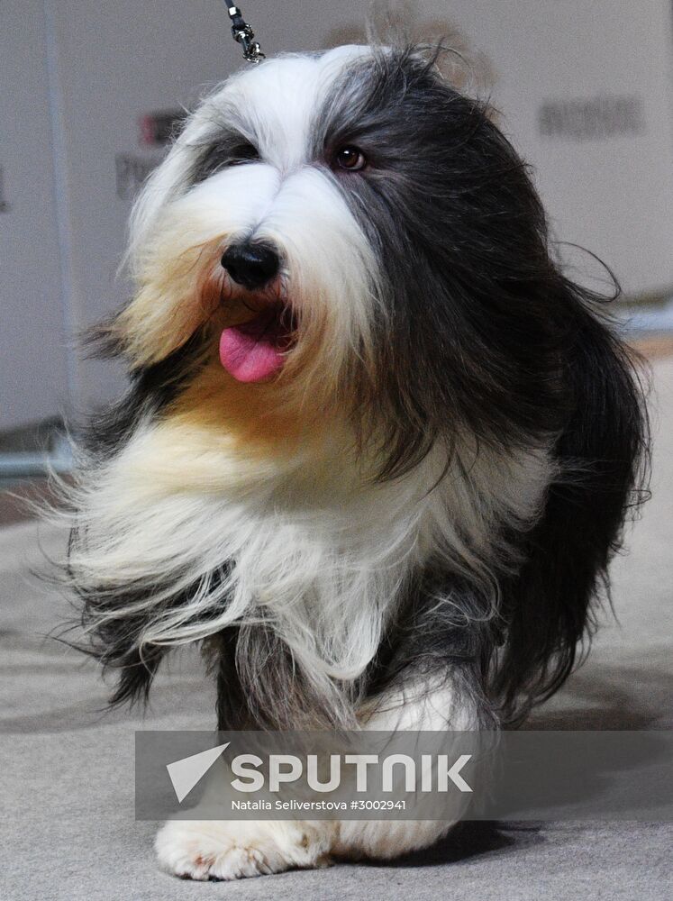Golden Collar 2016 dog show