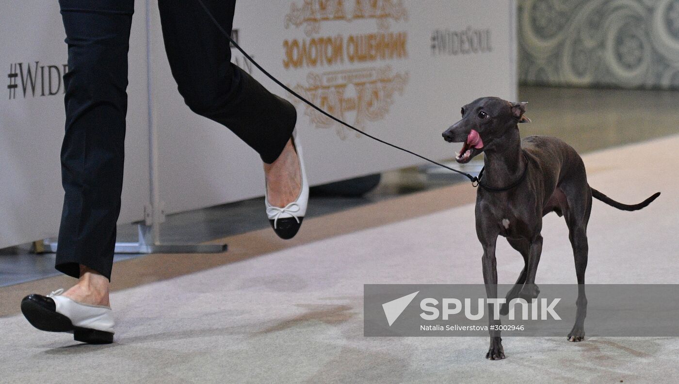 Golden Collar 2016 dog show