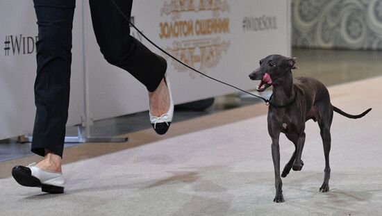 Golden Collar 2016 dog show