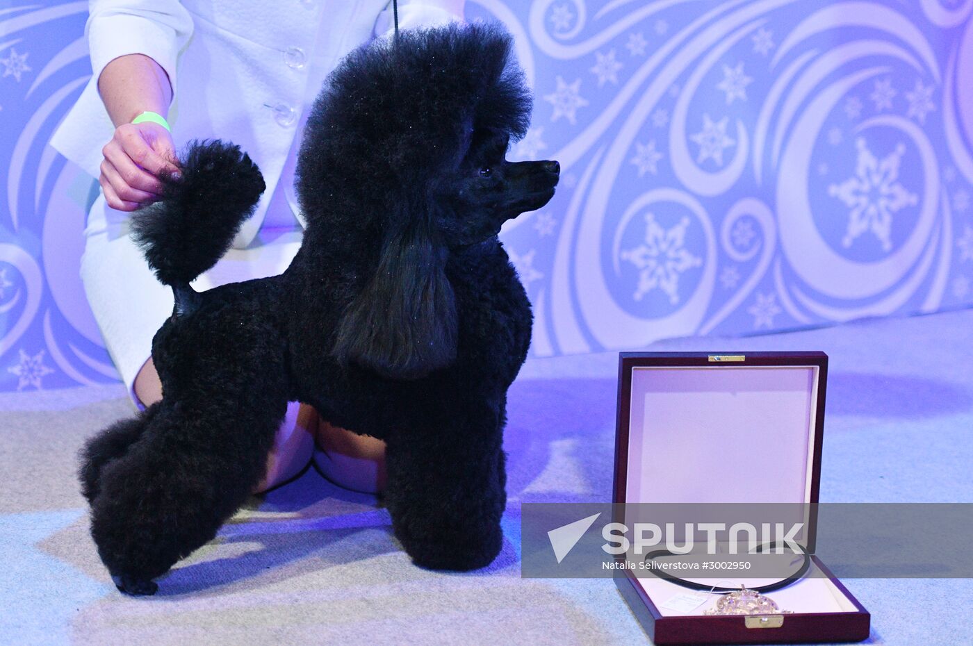 Golden Collar 2016 dog show