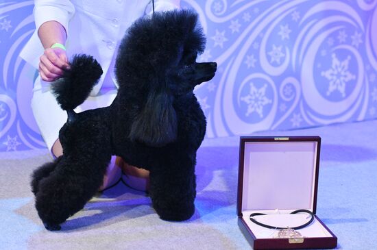 Golden Collar 2016 dog show