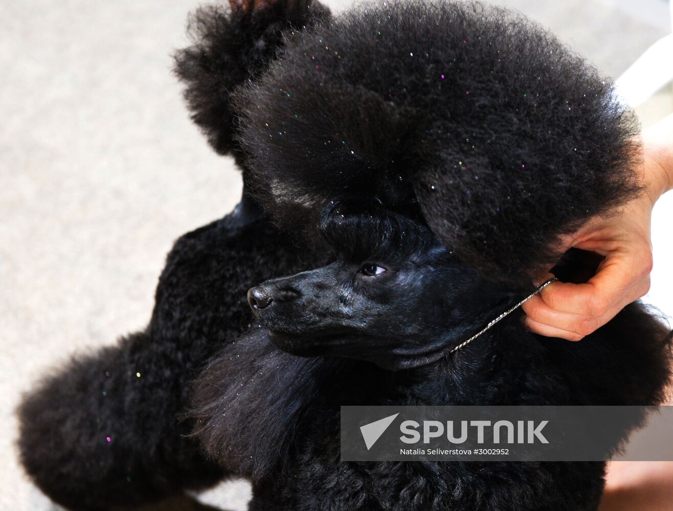 Golden Collar 2016 dog show