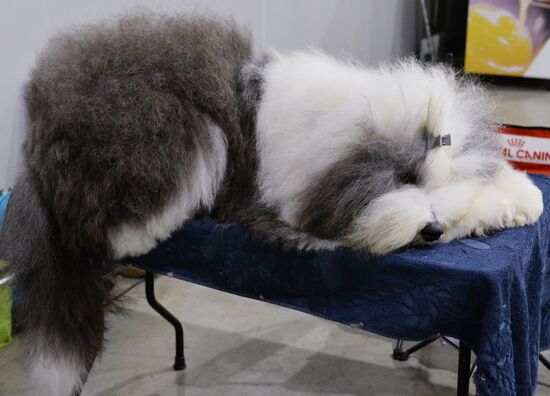 Golden Collar 2016 dog show