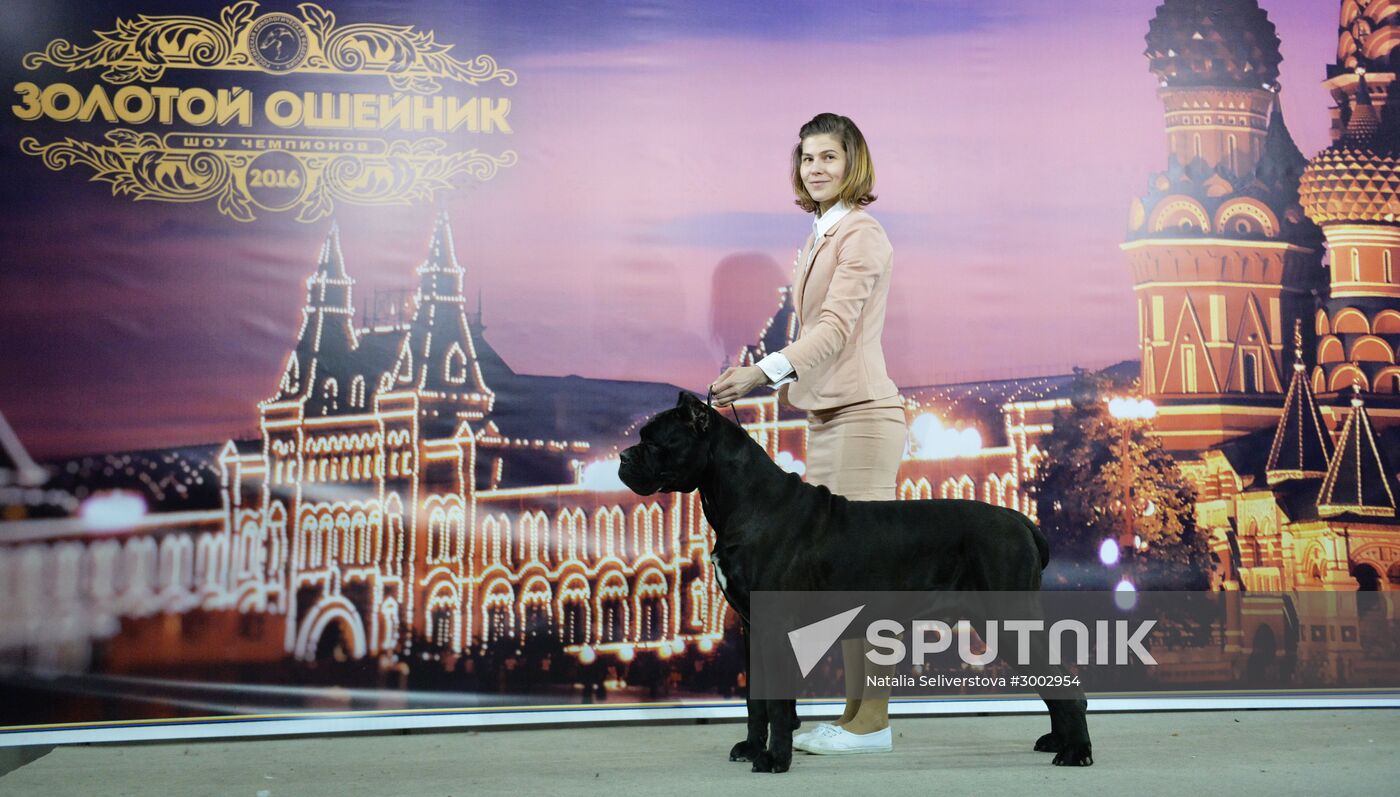 Golden Collar 2016 dog show