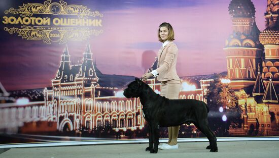 Golden Collar 2016 dog show