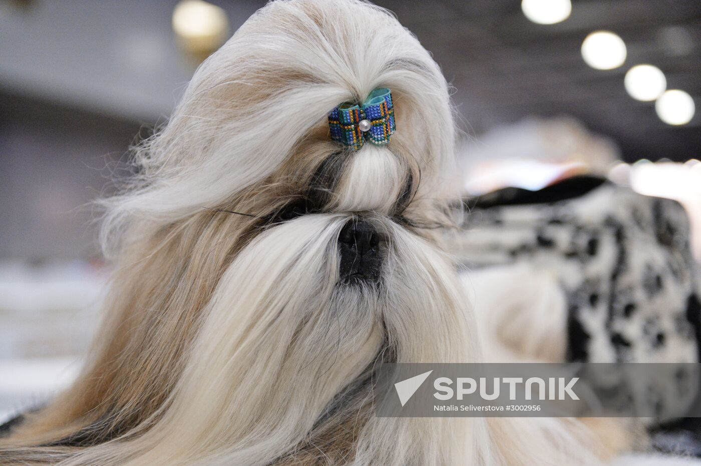Golden Collar 2016 dog show