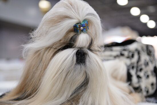 Golden Collar 2016 dog show
